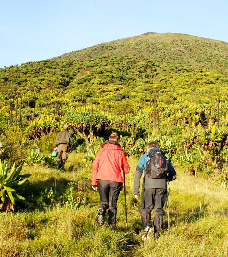 2-days-mount-karisimbi-volcano-hike-tour